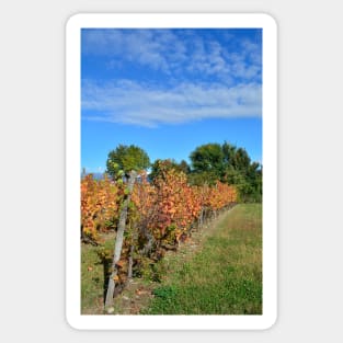 Autumnal Grape Vines Sticker